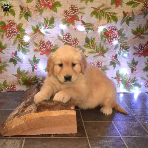 Ginger, Golden Retriever Puppy