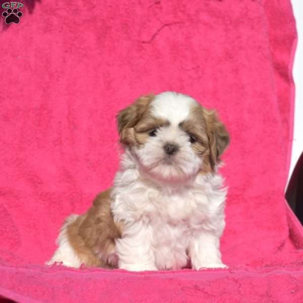 Ginger, Shih Tzu Puppy