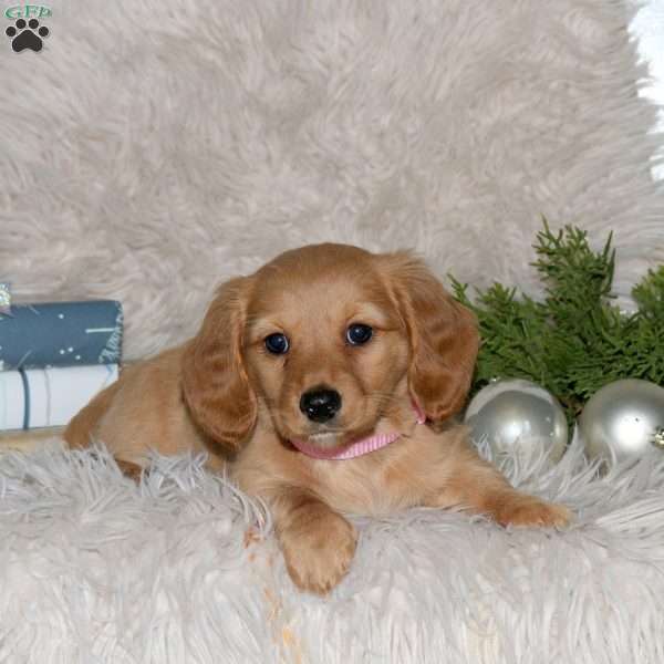 Ginger, Dachshund Puppy