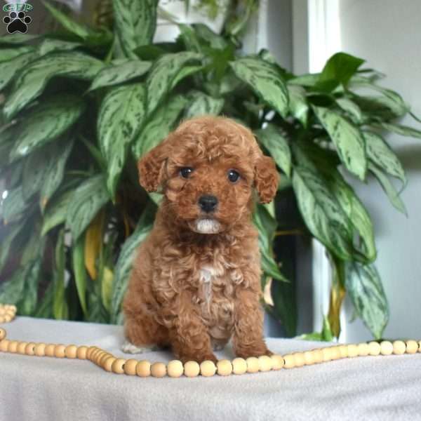 Ginger, Mini Goldendoodle Puppy