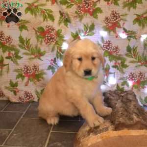 Ginger, Golden Retriever Puppy