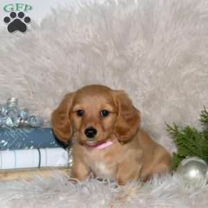 Ginger, Dachshund Puppy