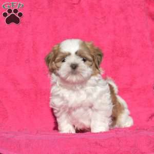 Ginger, Shih Tzu Puppy