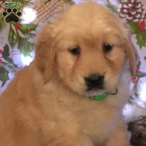 Ginger, Golden Retriever Puppy