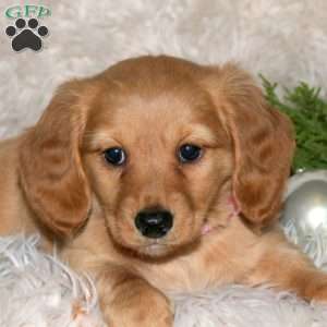 Ginger, Dachshund Puppy