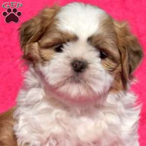 Ginger, Shih Tzu Puppy