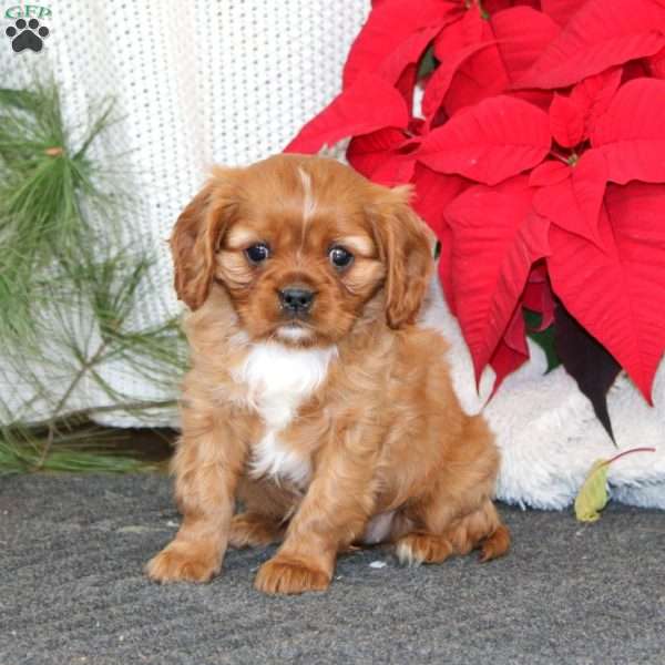 Ginger, Cavalier King Charles Spaniel Puppy