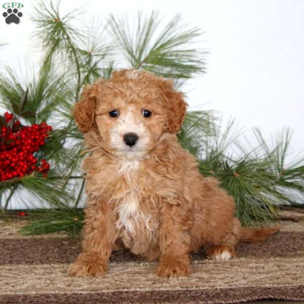 Ginger, Mini Goldendoodle Puppy