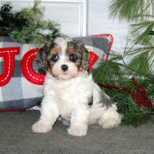 Ginger, Cavapoo Puppy