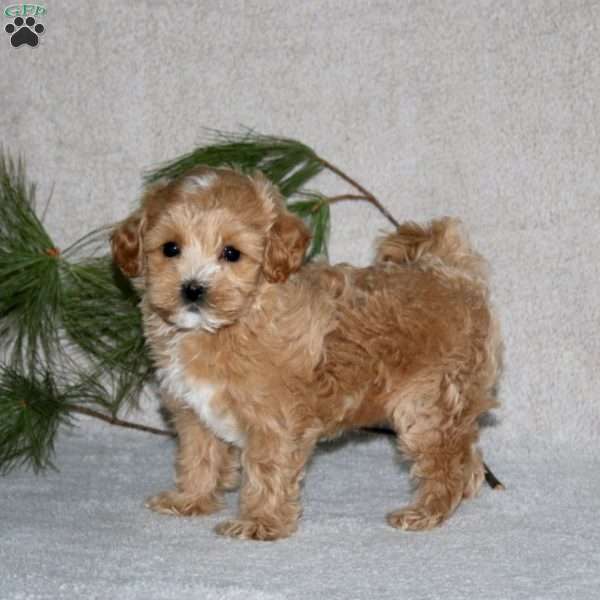 Ginger, Maltipoo Puppy