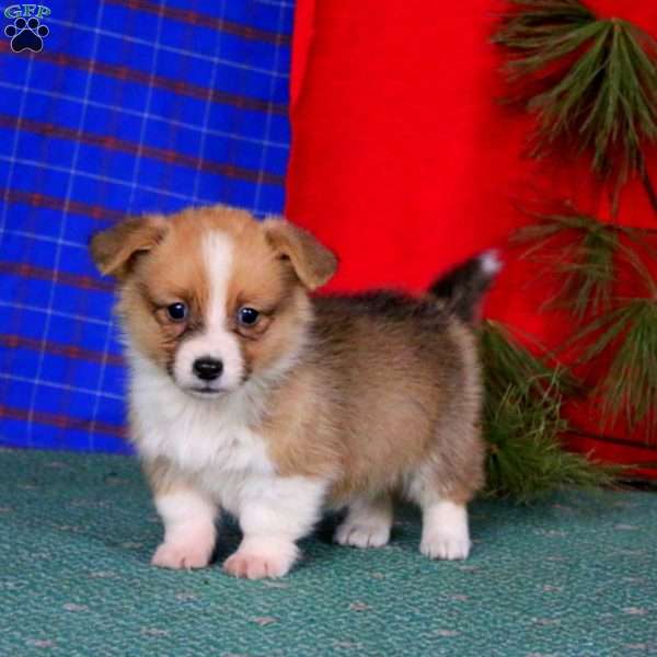 Ginger, Pembroke Welsh Corgi Puppy