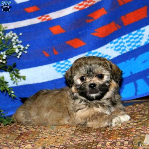 Ginger, Teddy Bear Puppy