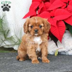 Ginger, Cavalier King Charles Spaniel Puppy