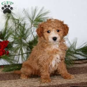 Ginger, Mini Goldendoodle Puppy