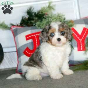 Ginger, Cavapoo Puppy