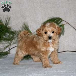 Ginger, Maltipoo Puppy