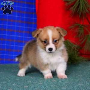 Ginger, Pembroke Welsh Corgi Puppy