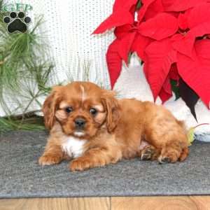 Ginger, Cavalier King Charles Spaniel Puppy