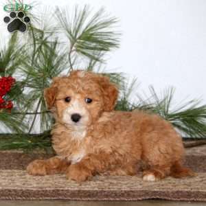 Ginger, Mini Goldendoodle Puppy
