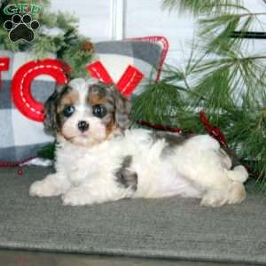 Ginger, Cavapoo Puppy