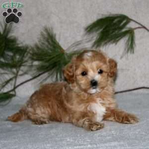 Ginger, Maltipoo Puppy
