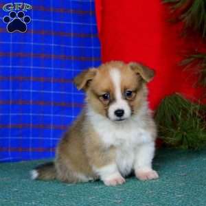 Ginger, Pembroke Welsh Corgi Puppy