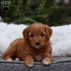 Ginger F1B, Mini Goldendoodle Puppy