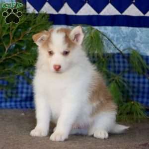 Ginger, Pomsky Puppy