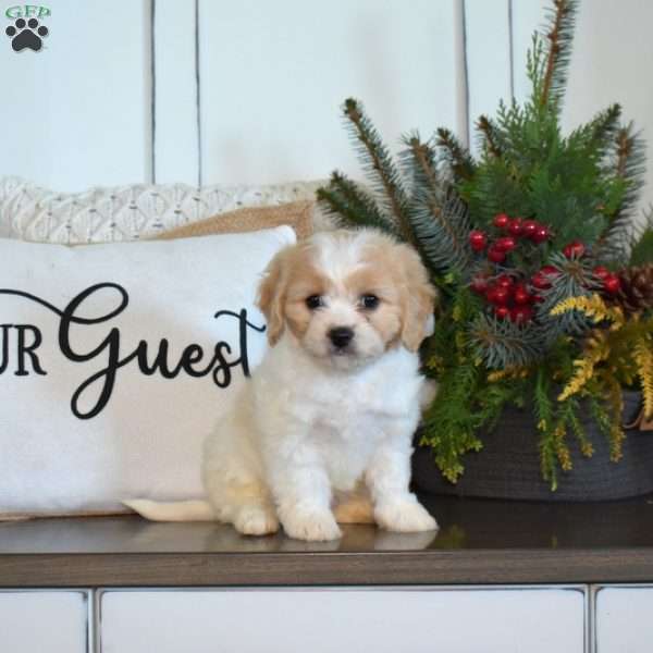 Gingerbread, Cavachon Puppy