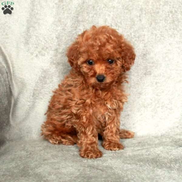 Ginny, Toy Poodle Puppy