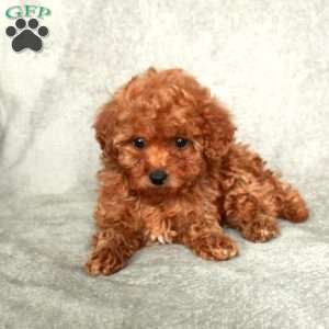 Ginny, Toy Poodle Puppy