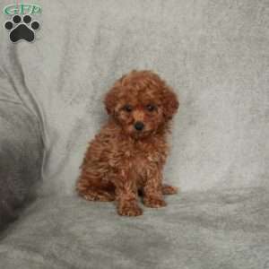 Ginny, Toy Poodle Puppy