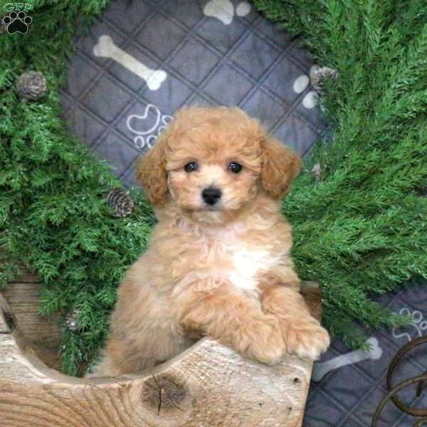 Giselle, Bich-Poo Puppy