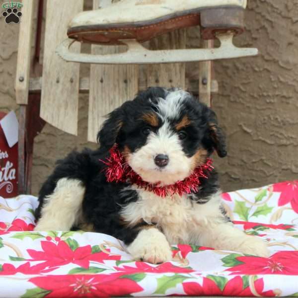 Giselle, Mini Aussiedoodle Puppy