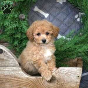 Giselle, Bich-Poo Puppy