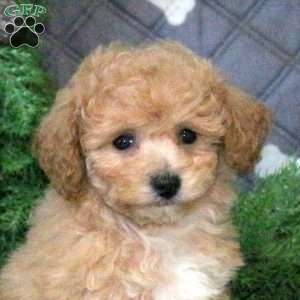 Giselle, Bich-Poo Puppy