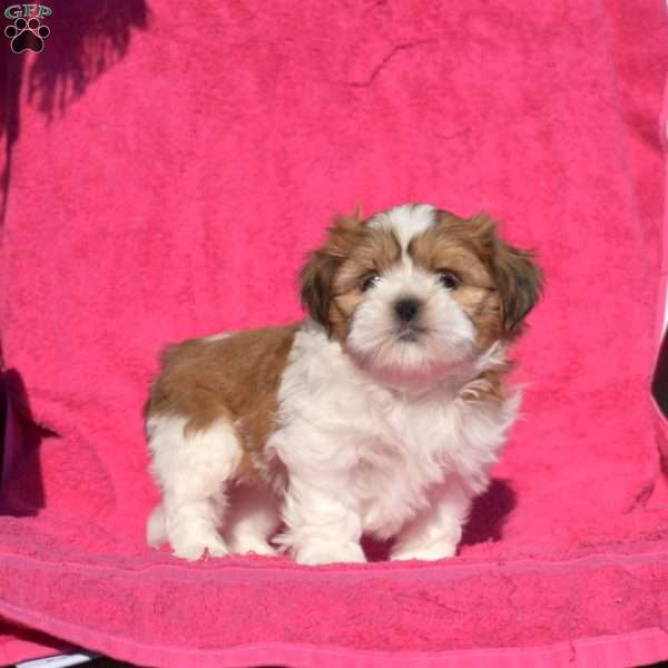 Gizmo, Shih Tzu Puppy