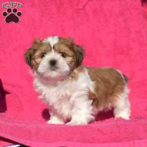 Gizmo, Shih Tzu Puppy