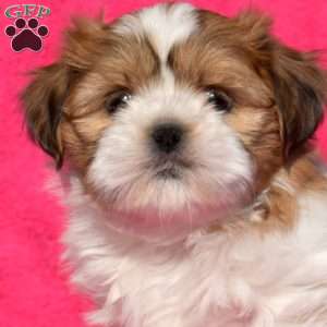 Gizmo, Shih Tzu Puppy