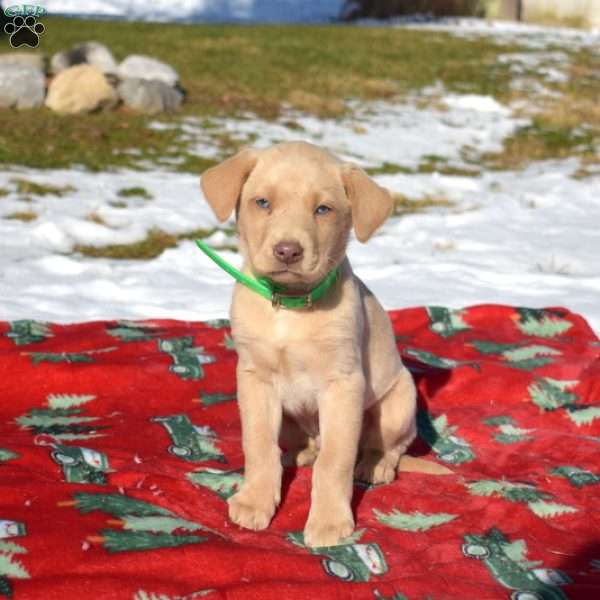 Glacier, Labradoodle Puppy