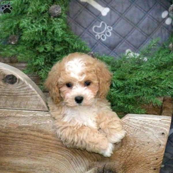 Glacier, Bich-Poo Puppy