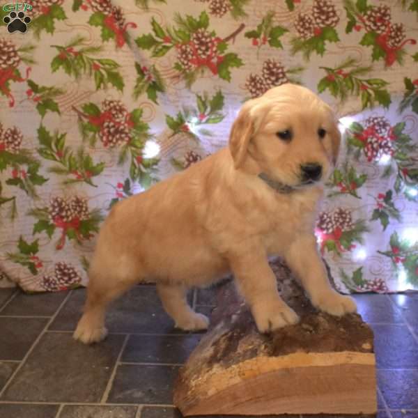 Glacier, Golden Retriever Puppy