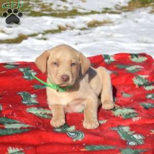 Glacier, Labradoodle Puppy