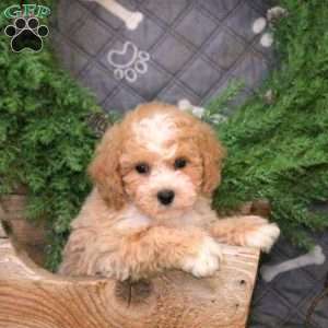 Glacier, Bich-Poo Puppy