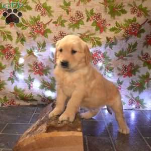 Glacier, Golden Retriever Puppy