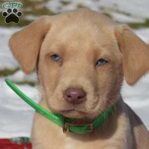 Glacier, Labradoodle Puppy