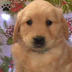 Glacier, Golden Retriever Puppy
