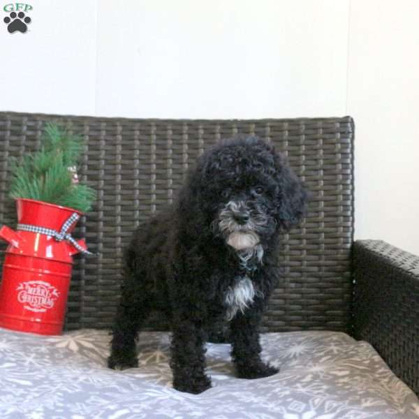 Glimmer, Miniature Poodle Puppy