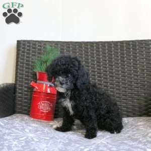 Glimmer, Miniature Poodle Puppy