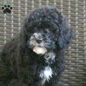 Glimmer, Miniature Poodle Puppy